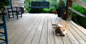 Wally the Dog on the Porch