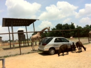 Fun at Lazy Five Ranch